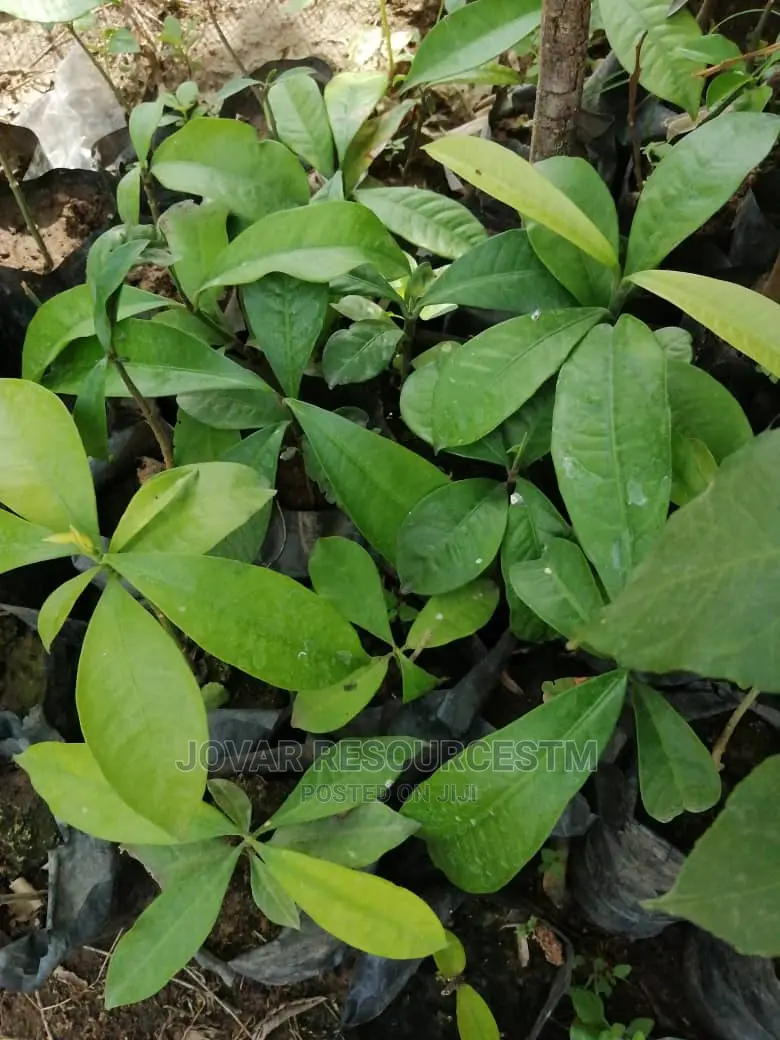 Best Bitter Kola Seedling