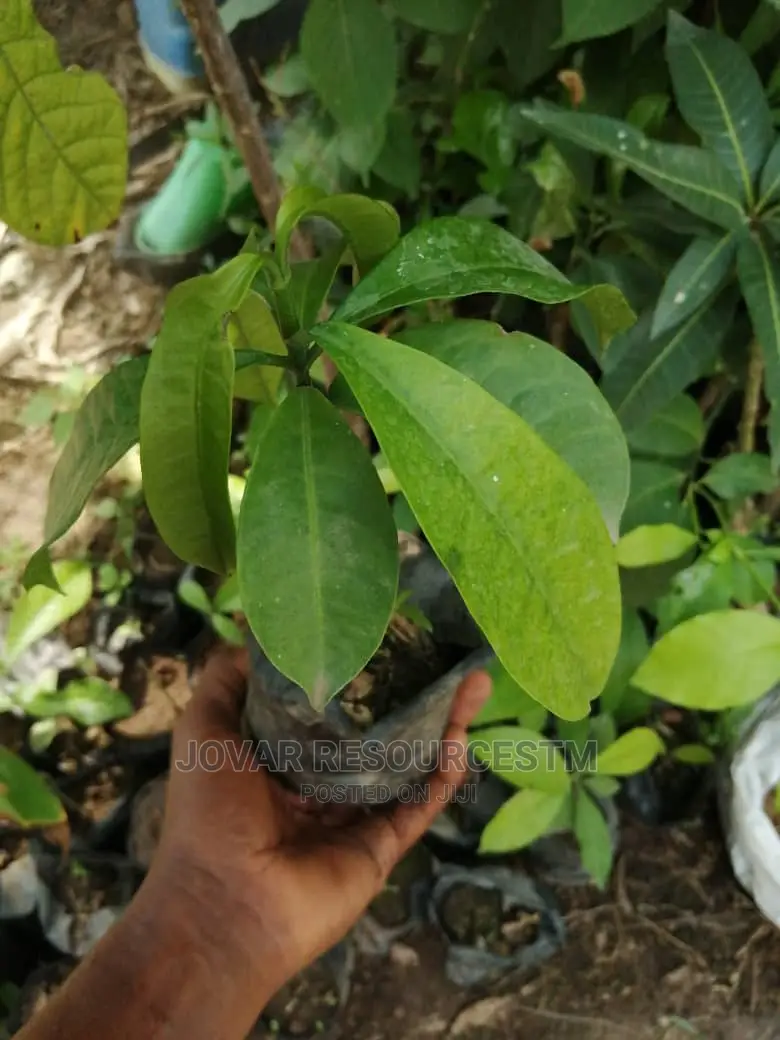 Best Bitter Kola Seedling