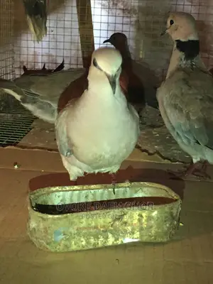 Photo - Morning Doves