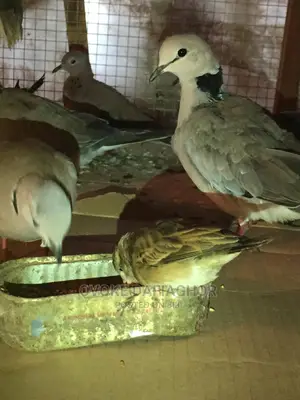 Morning Doves