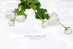 White Long Stem Peony for Rent