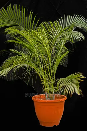 Live Palm Plant Available for Rent in Surulere