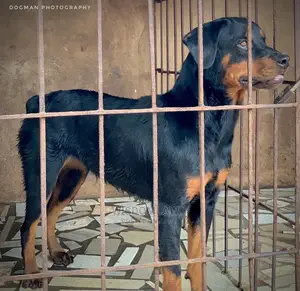 1+ year Female Purebred Rottweiler