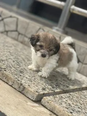 1-3 months Male Purebred Lhasa Apso
