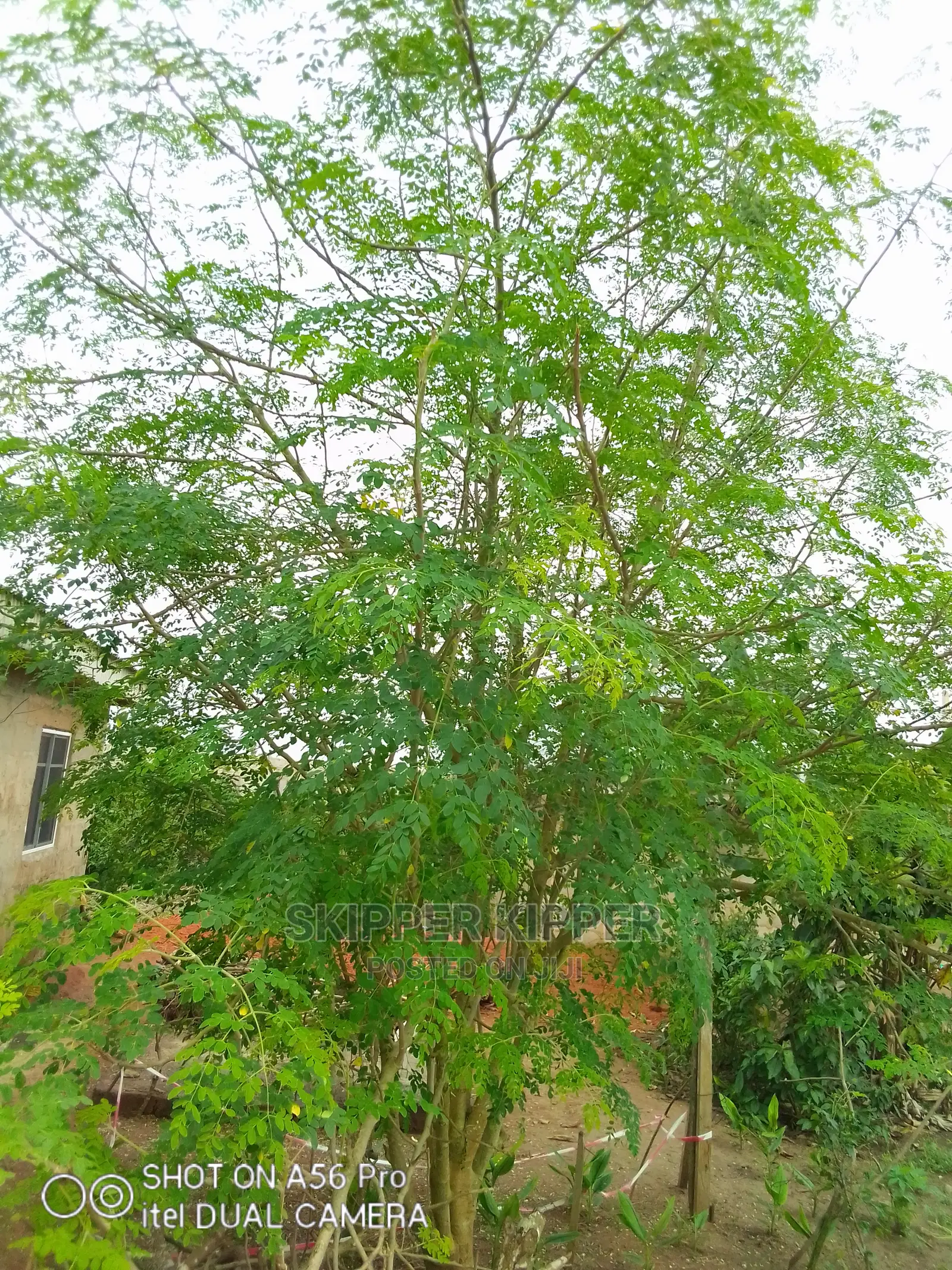 Moringa Leaf (1kg)