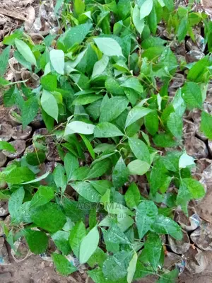 Ogbono Seedling