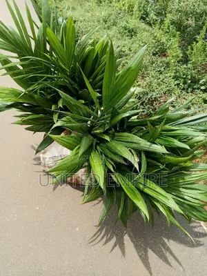 Hybrid Tenera and Malaysian Supergene Specie