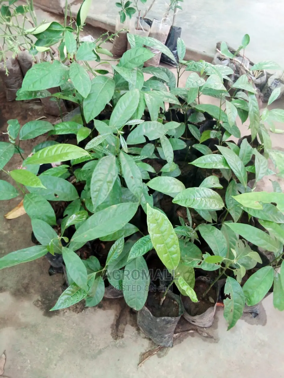 Avocado Pear Seedling