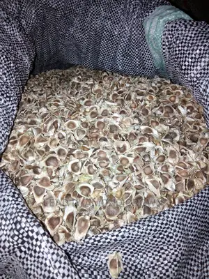 Photo - Moringa Seeds