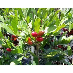 Agbayun (Miracle Berry) Seedling