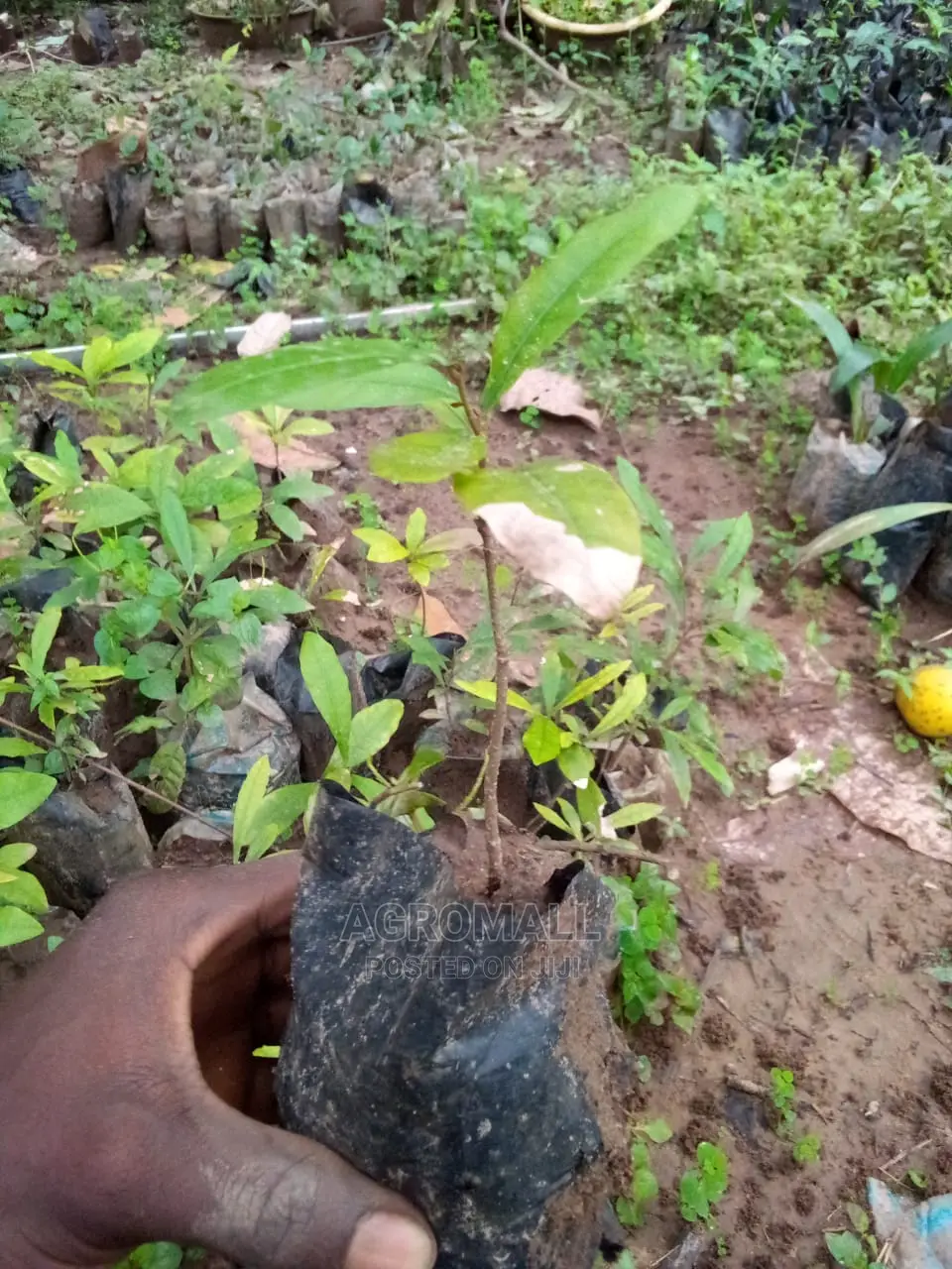 Agbayun (Miracle Berry) Seedling
