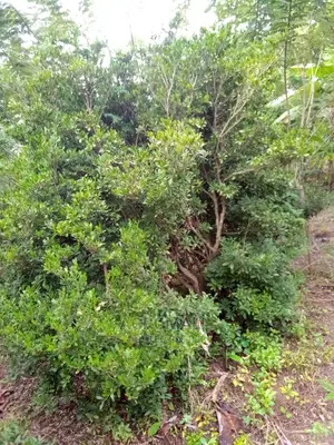 Agbayun (Miracle Berry) Seedling