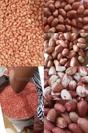 Groundnut Available in Varieties