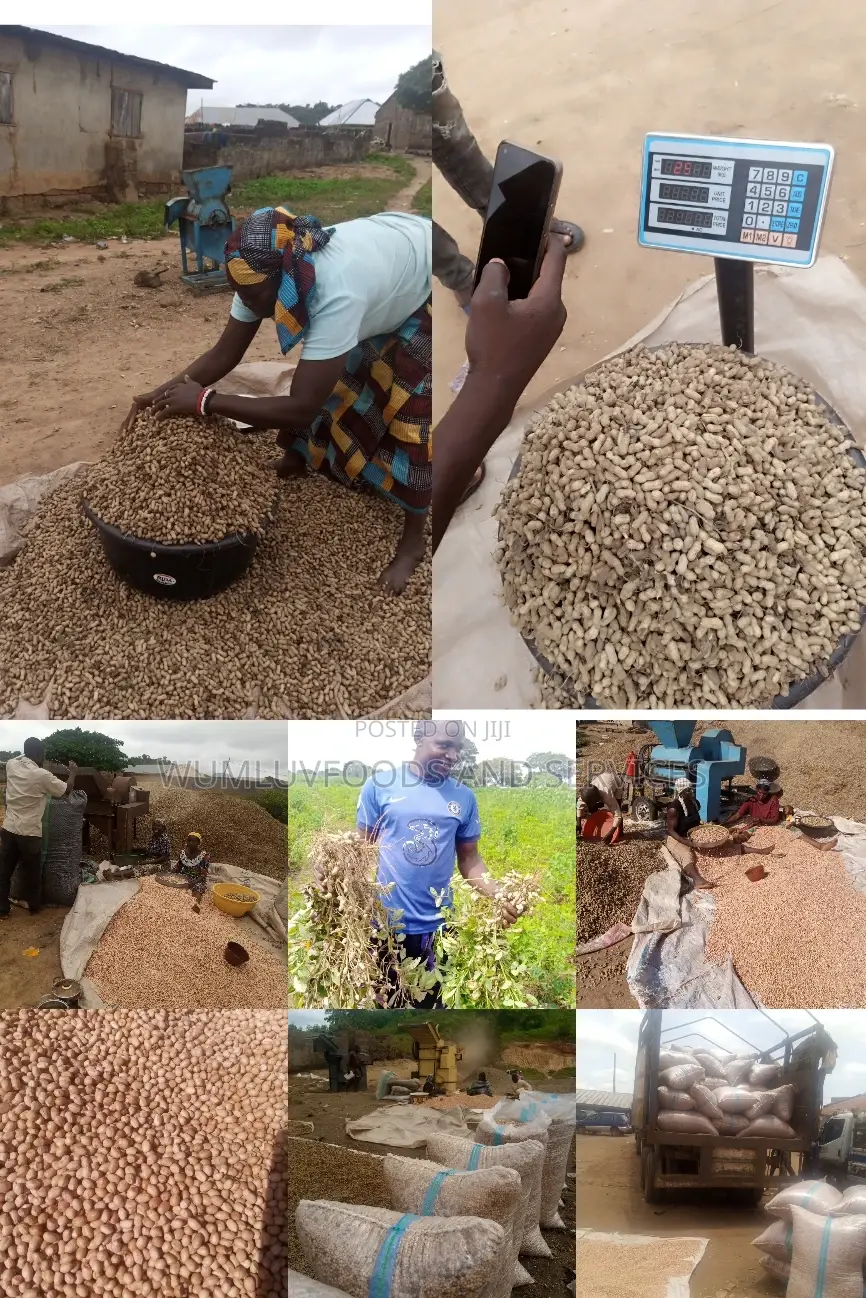 Groundnut Available in Varieties