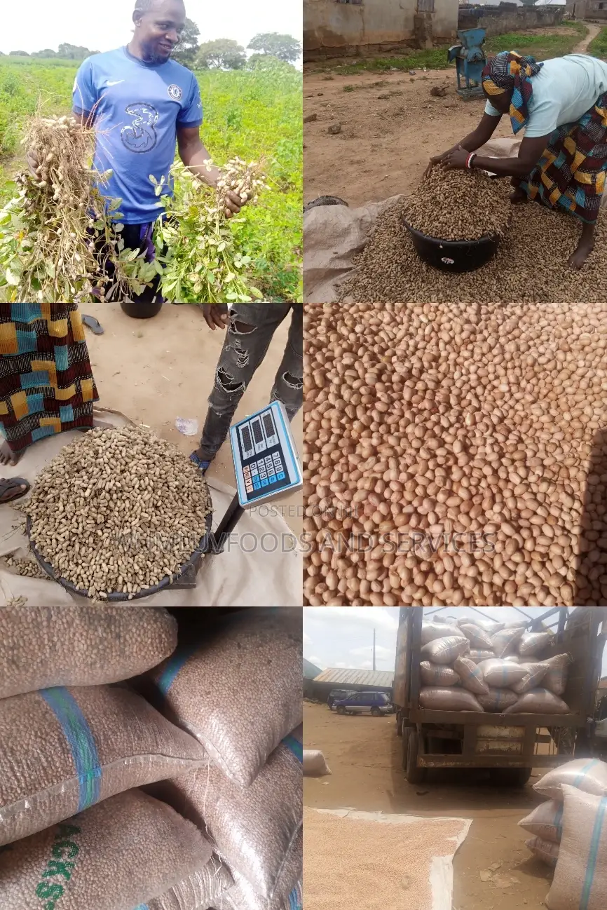Groundnut Available in Varieties