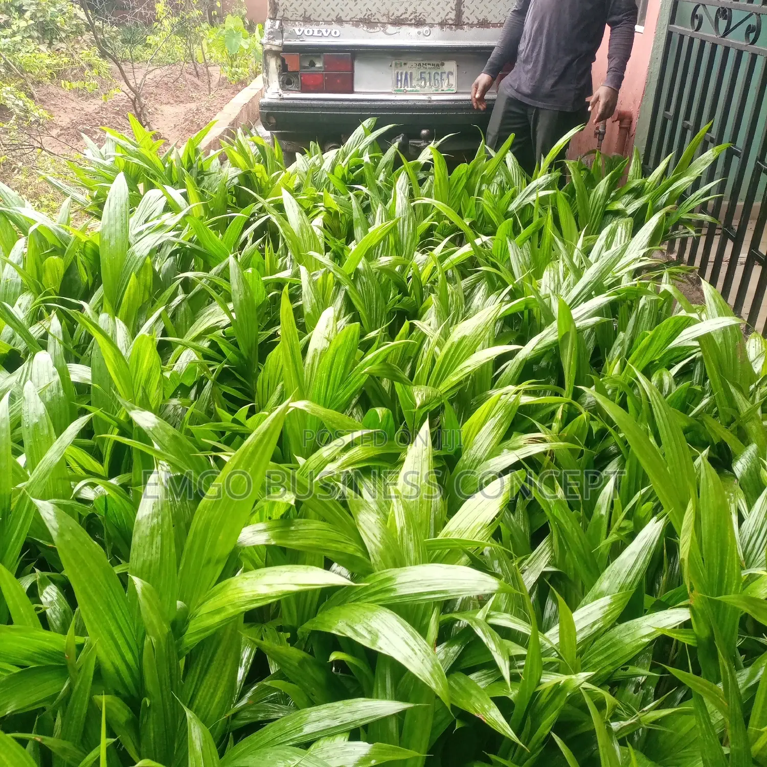Tenera Special Hybrid Palm Seedlings