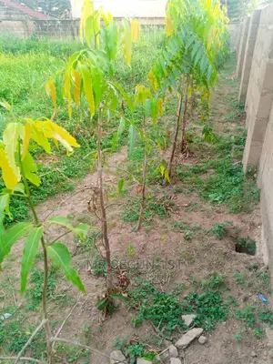 300sqm Plot of Land For Sale at Oyo Ibadan 