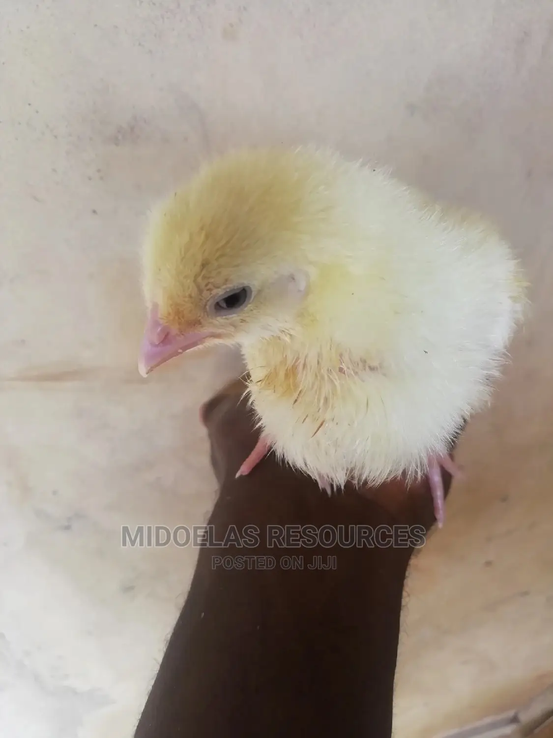 Day Old Chick