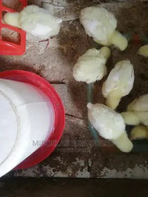 Day Old Chick