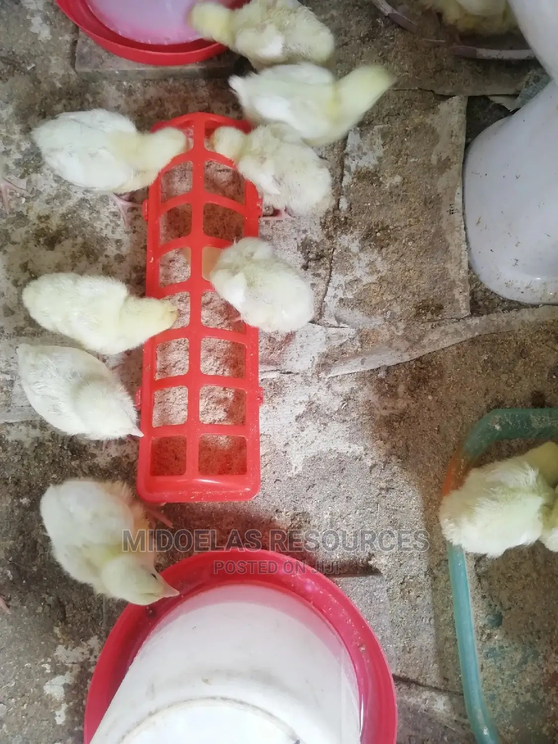 Day Old Chick