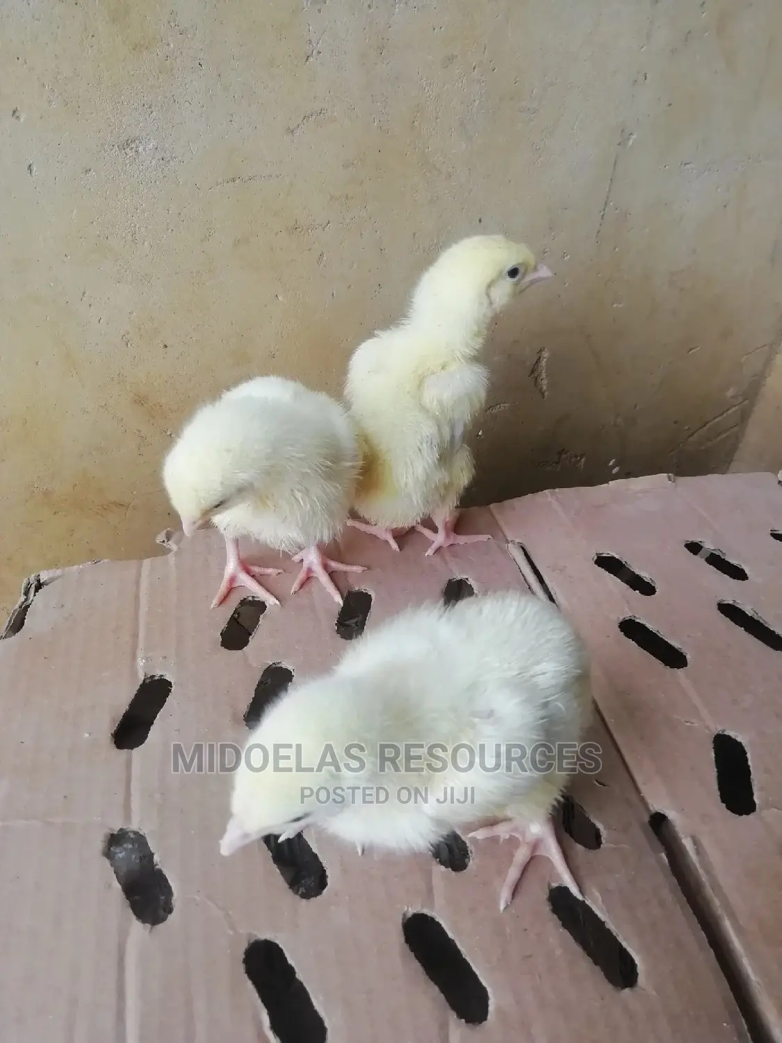 Day Old Chick
