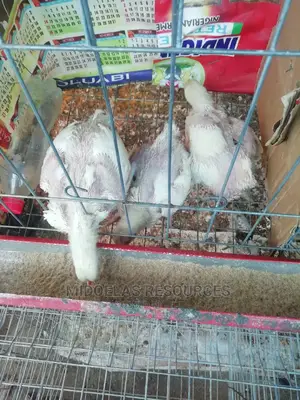 Day Old Chick