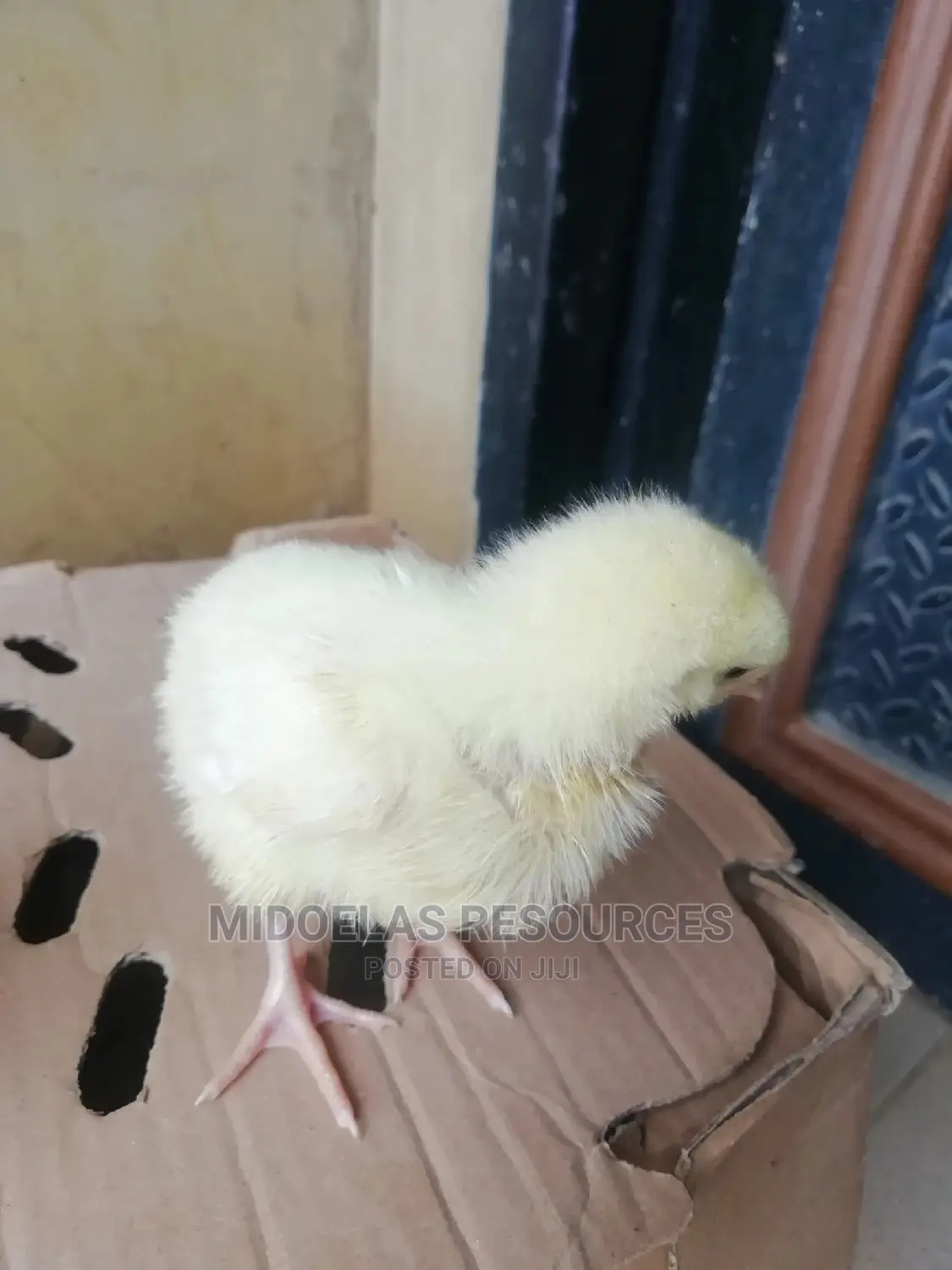Day Old Chick