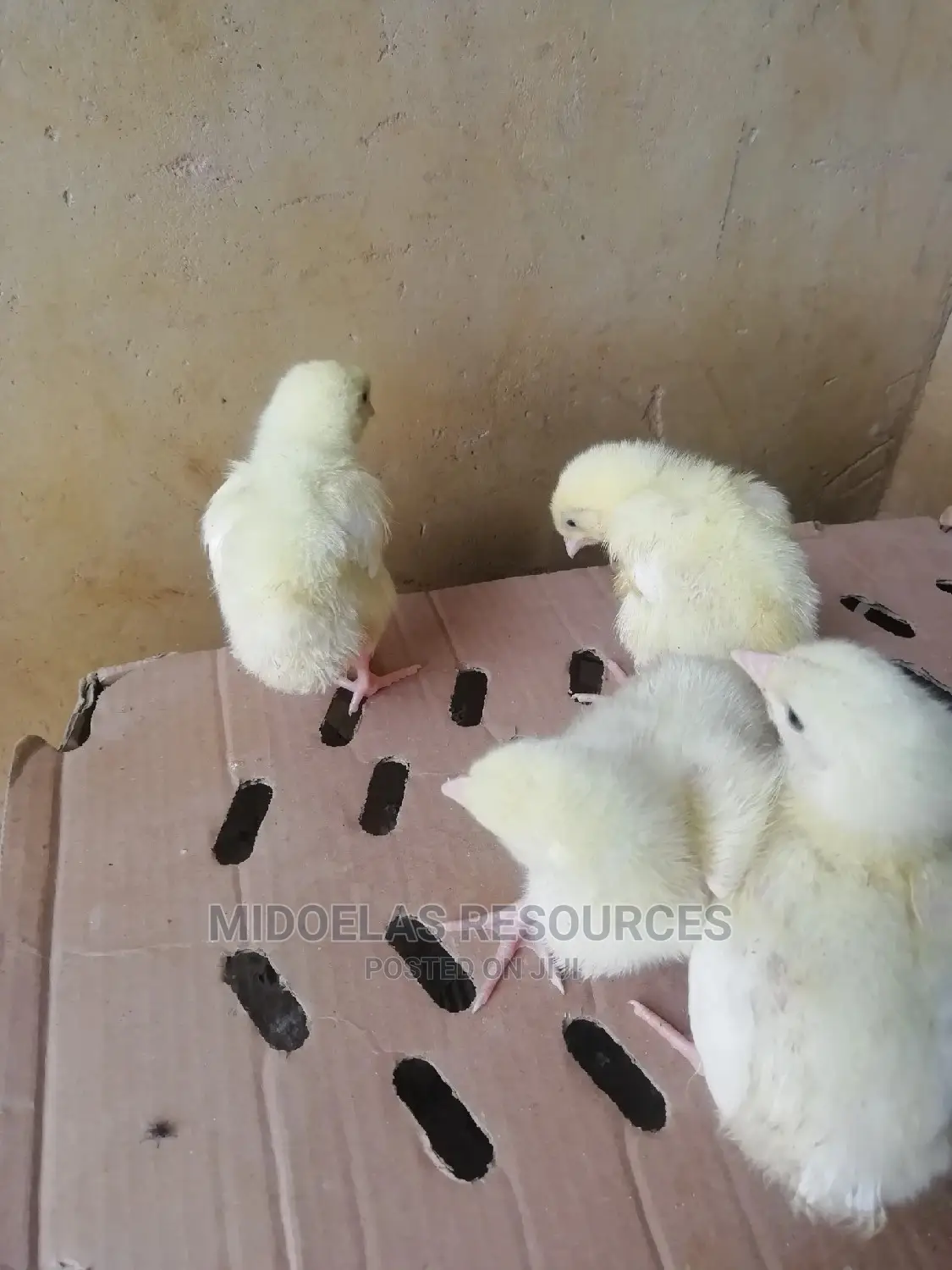Day Old Chick