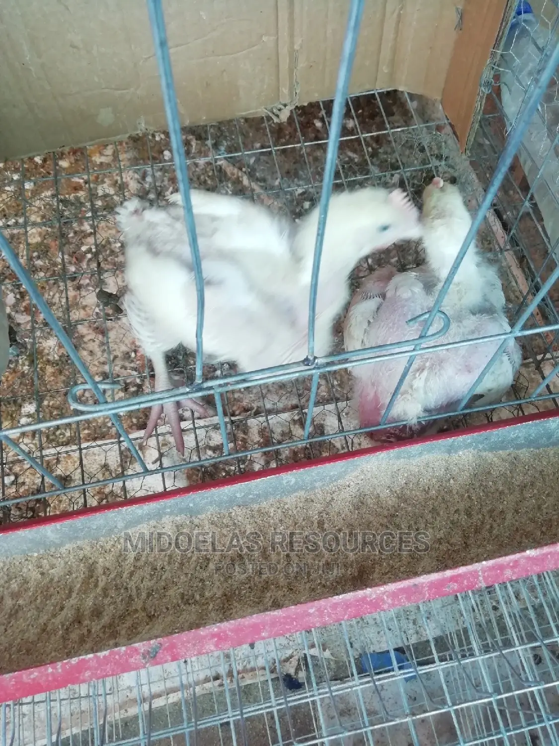 Day Old Chick