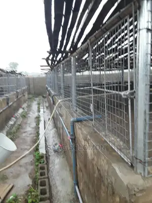 Fish Farming Consultancy