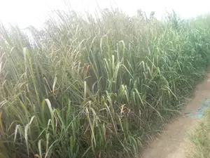 2 Plots of Land Along Lagos Road via Majidun B / St Ikd