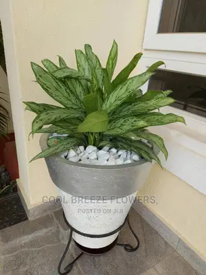 Airpurifying Plants