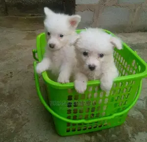 1-3 months Female Purebred American Eskimo