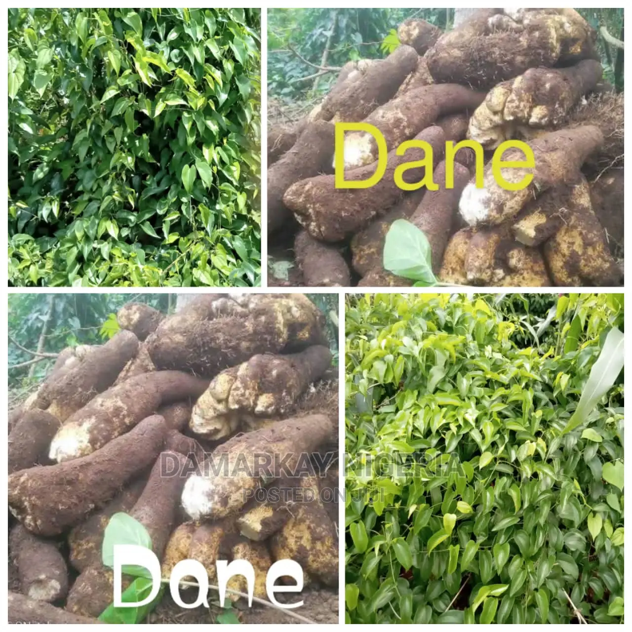 Improved Yam Planting / Per Park