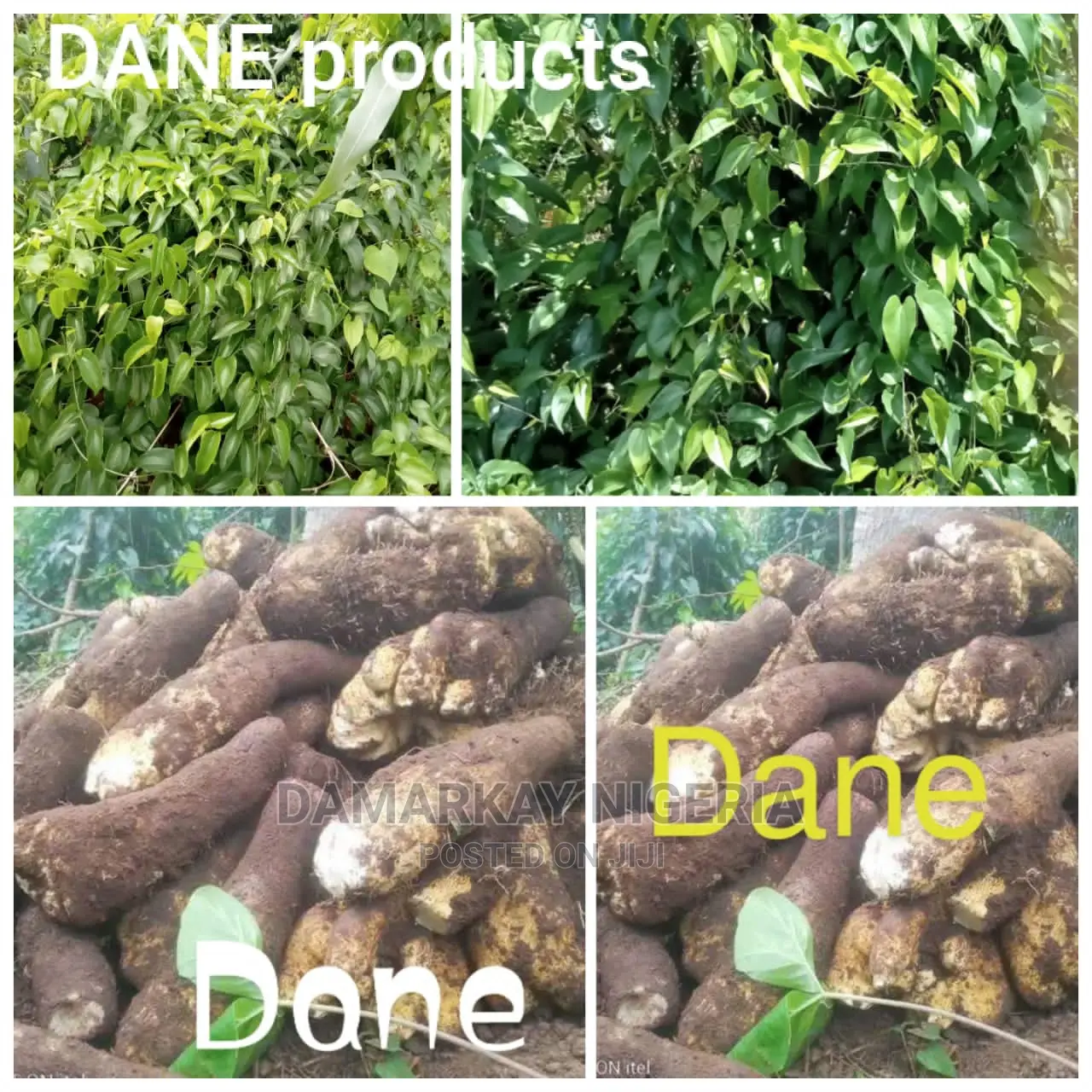 Improved Yam Planting / Per Park