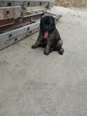 1-3 months Male Purebred Caucasian Shepherd