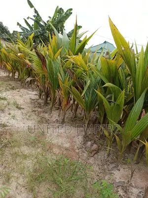 Dwarf Yellow, Green and Gold, Hybrid Cocoa Seedlings