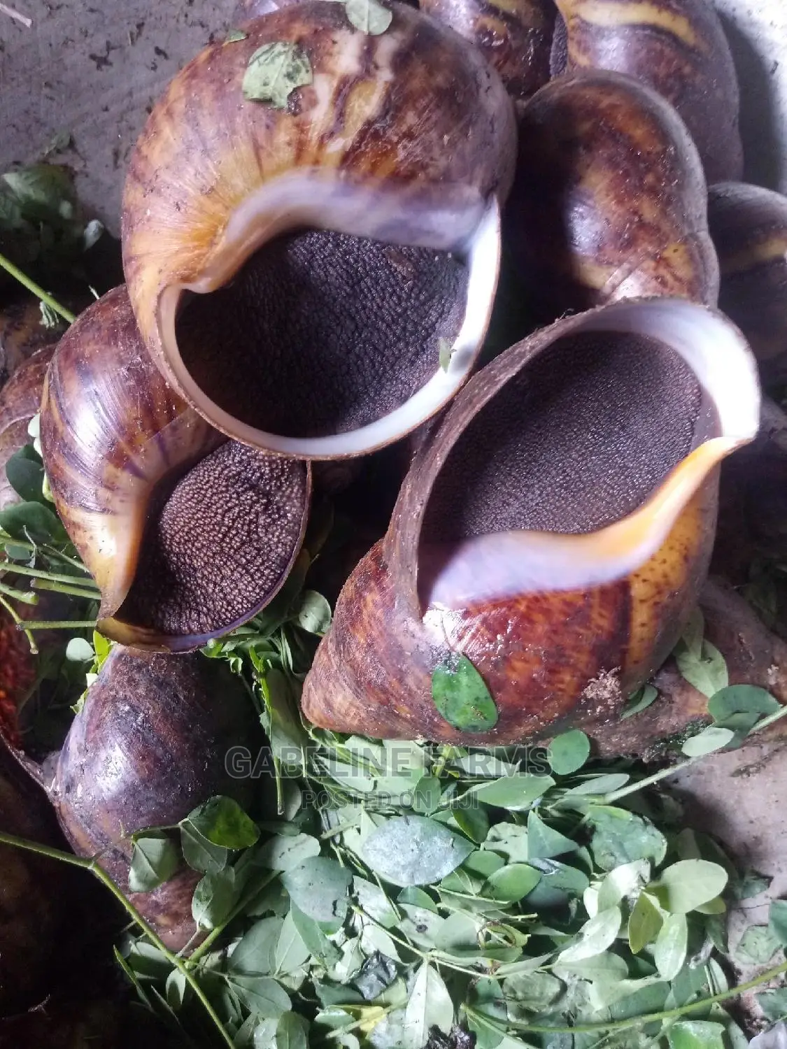 Snail Meat