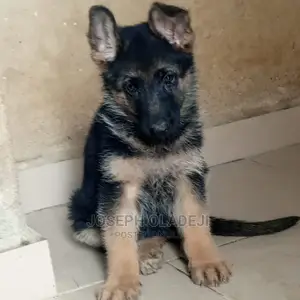 1-3 months Female Purebred German Shepherd
