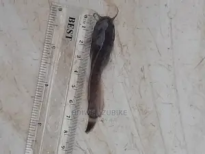 Post Fingerlings