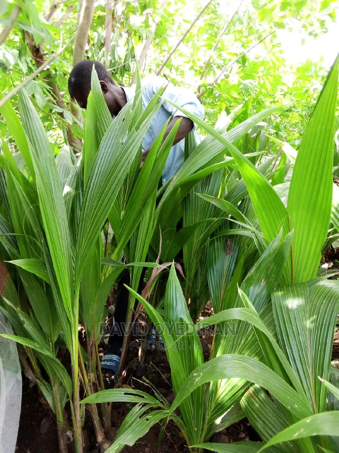 Hybrid and Dwarf Coconut Seedlings