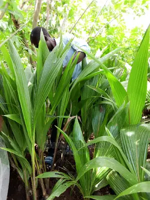 Hybrid and Dwarf Coconut Seedlings