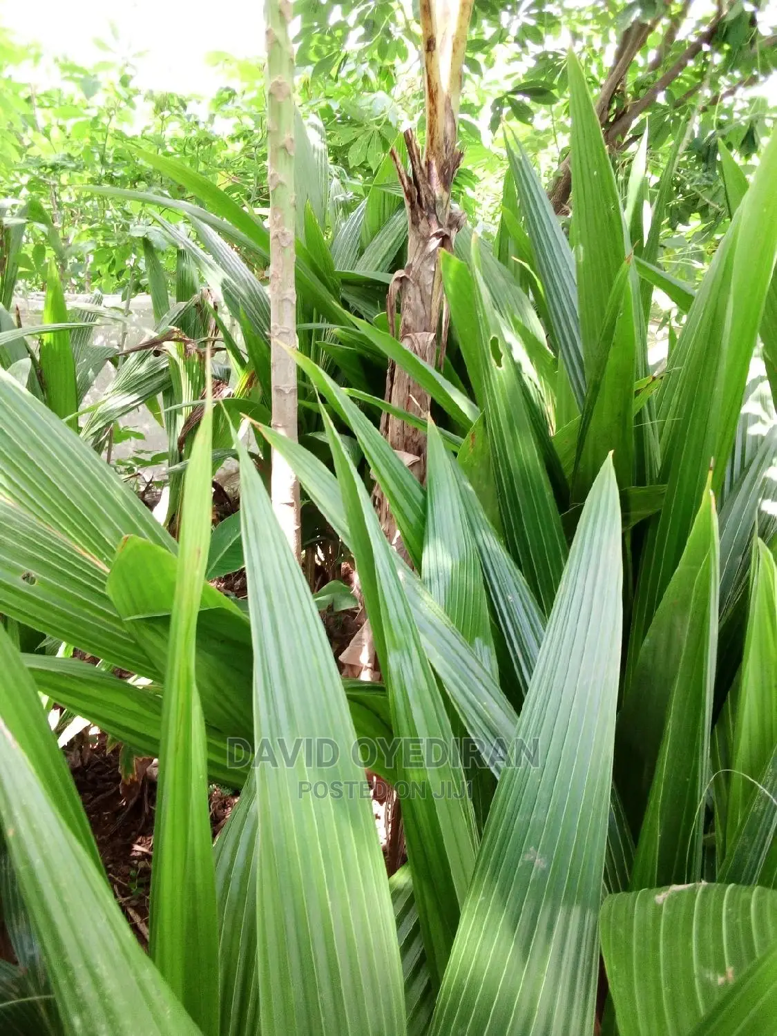 Hybrid and Dwarf Coconut Seedlings
