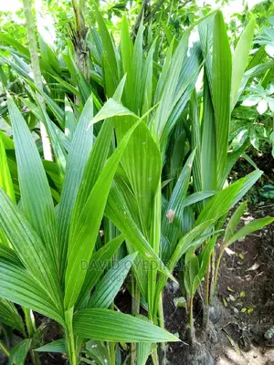 Hybrid and Dwarf Coconut Seedlings