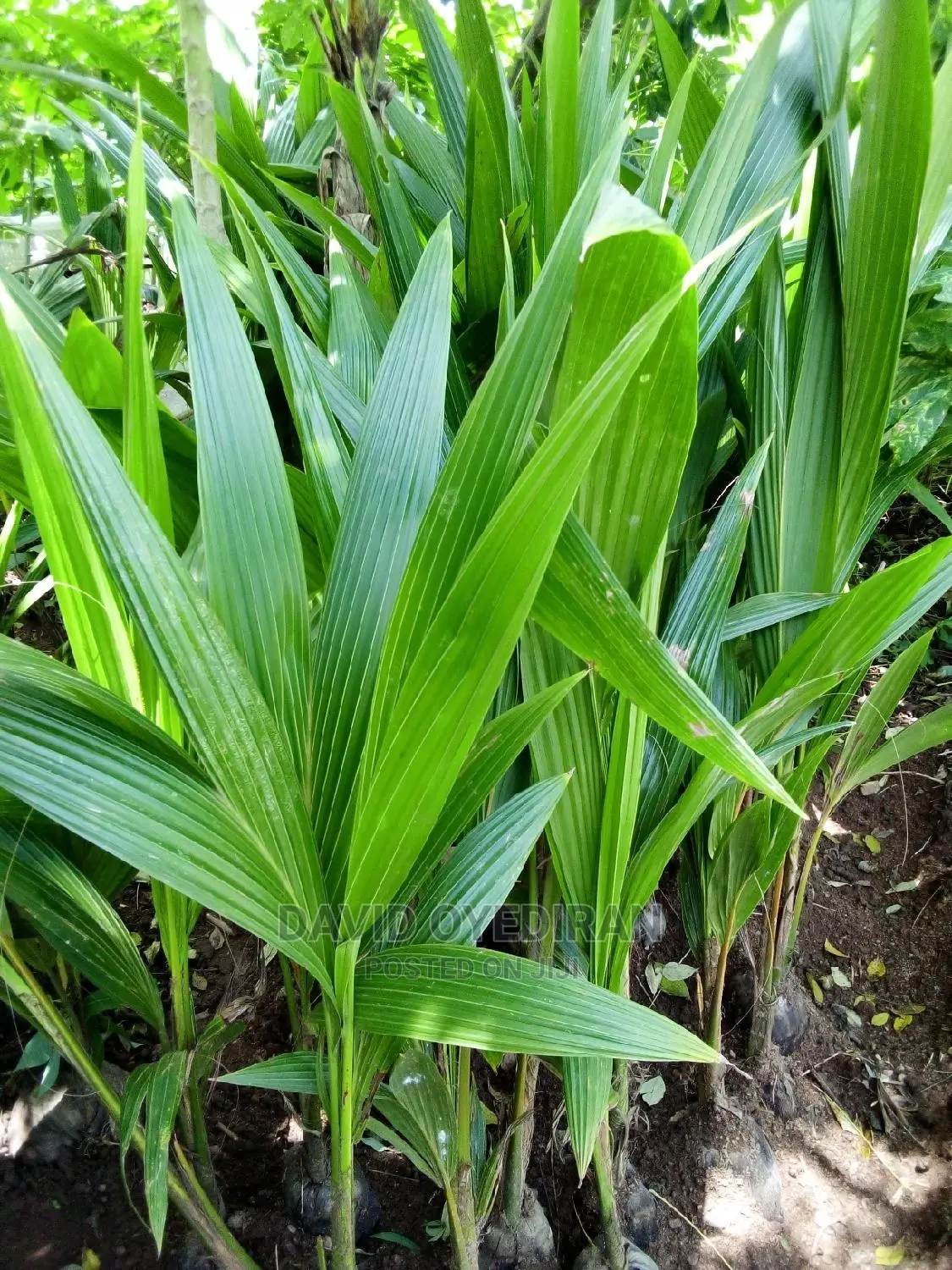 Hybrid and Dwarf Coconut Seedlings