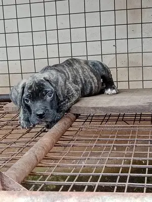 1-3 months Male Purebred Boerboel