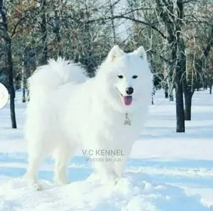 1-3 months Female Purebred American Eskimo