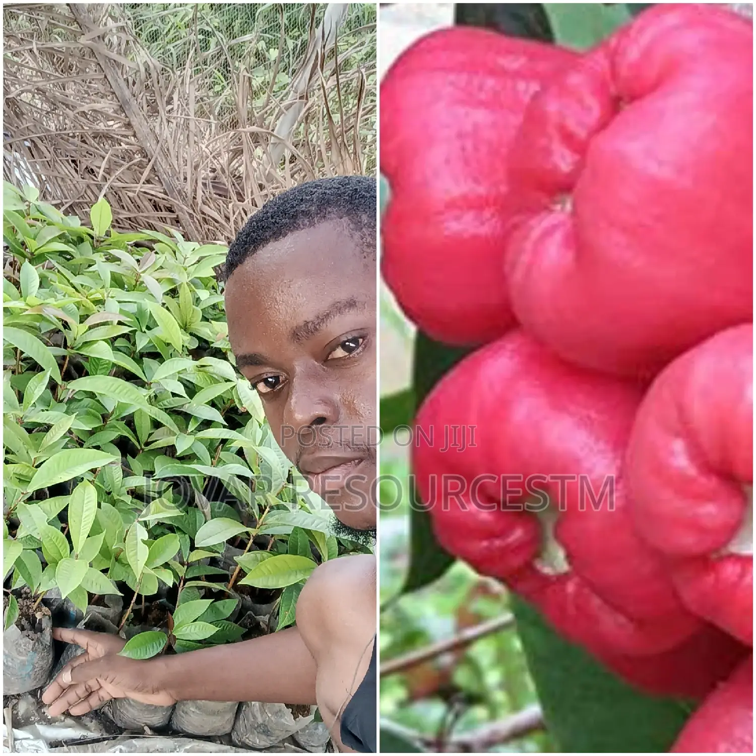 Best Improved Malay/ Bell/ Java/ Rose Nigeria Apple Seedling