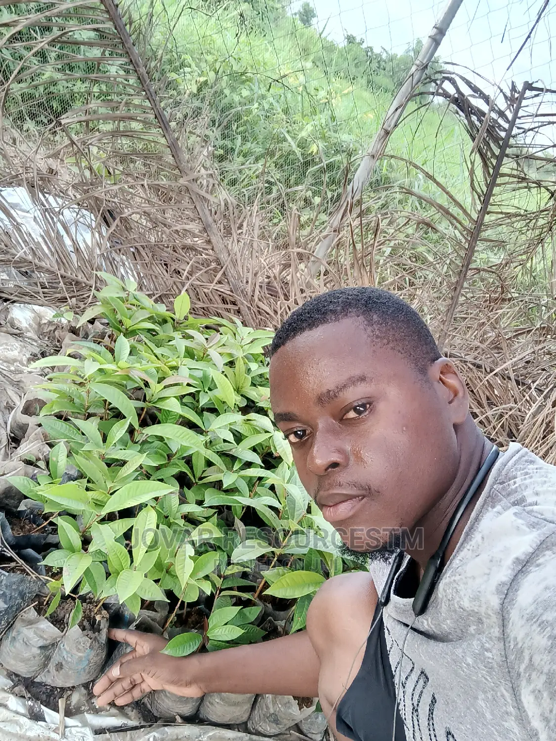 Best Improved Malay/ Bell/ Java/ Rose Nigeria Apple Seedling