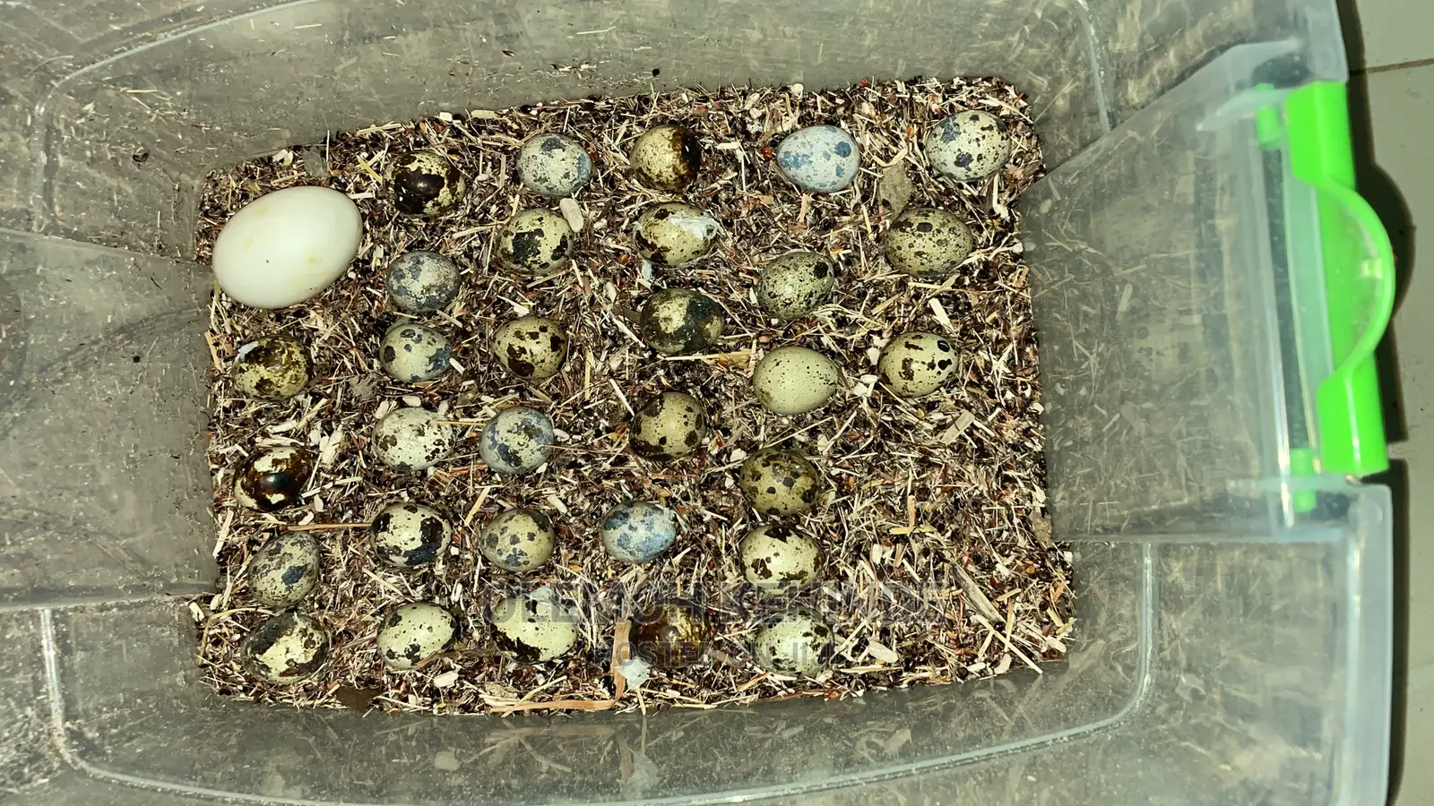 Quails Bird Available